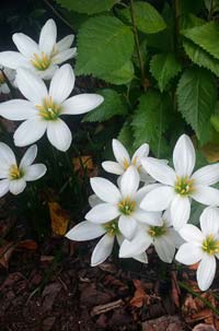 autumn-crocuses-nl