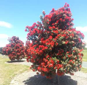 pohutukawa-trees-03-dec-201