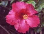 hibiscus_flower_1.jpg