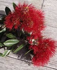 pohutukawa blossom on deck