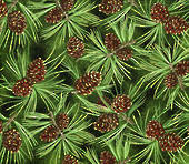 Pine cones green.