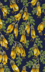 Kowhai blossom.