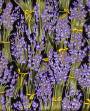 Lavender.
