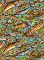 Rainbow and brown trout.