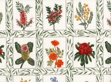 Aussie wild flowers 02314.jpg