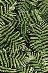 NZ green Ferns on black background.