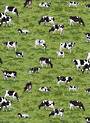 Farm scene cows grazing