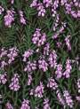 Wild heather in gorgeous shades.