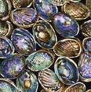 Paua shells.