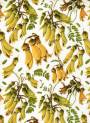 Kowhai blossoms on soft white.