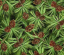 Pine cones green.